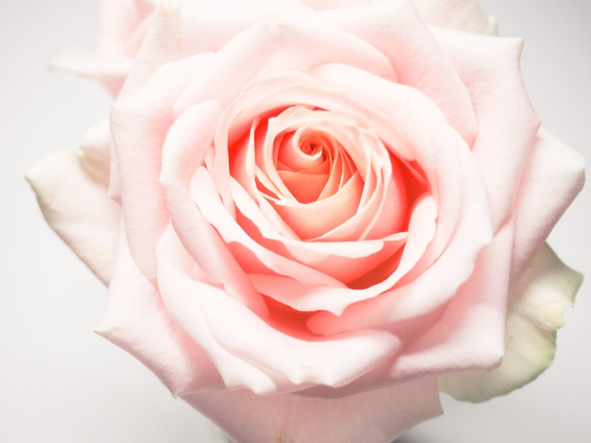 PHOTO OF A PINK ROSE